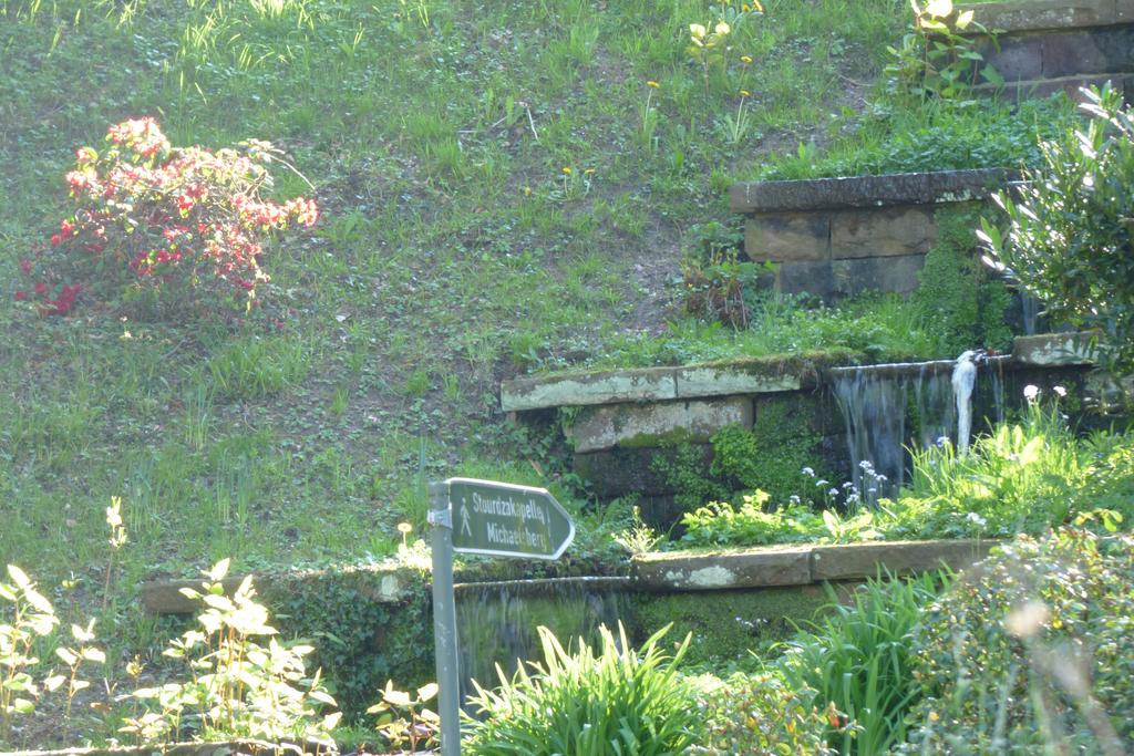 Colibri * Baden-Baden